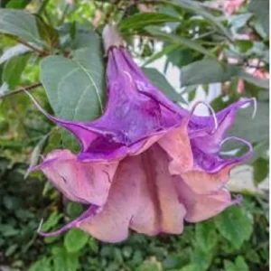 10 Angel Trumpet Flower Seeds - Fragrant Brugmansia Datura - Image 13