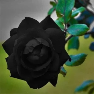 10 Black Rose Seeds - Rare Flower Bush Perennial Shrub for Outdoor Planting - Image 2