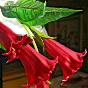 10 Candy Red Angel Trumpet Seeds - Flower Seeds, Brugmansia Datura - Image 3