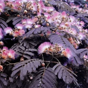 10 Chocolate Mimosa Tree Seeds - Albizia julibrissin Silk Tree Seed - Image 8