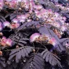 10 Chocolate Mimosa Tree Seeds - Albizia julibrissin Silk Tree Seed - Image 1