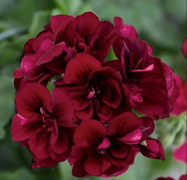 10 Dark Burgundy Geranium Seeds - Perennial Hanging Basket Flowers - Image 3