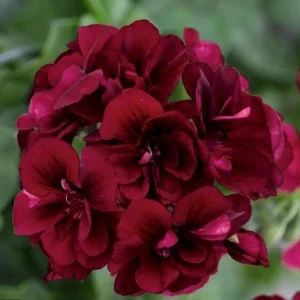 10 Dark Burgundy Geranium Seeds - Perennial Hanging Basket Flowers - Image 6