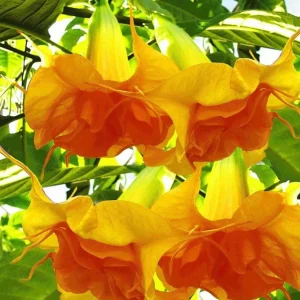 10 Double Bright Yellow Orange Angel Trumpet Seeds - Flowering Plant - Image 11