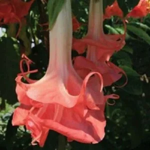 10 Double Pink Angel Trumpet Seeds - Brugmansia Datura Flower Seeds - Image 11