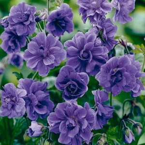 10 Double Purple Geranium Seeds - Perennial Flower Seed - Image 5