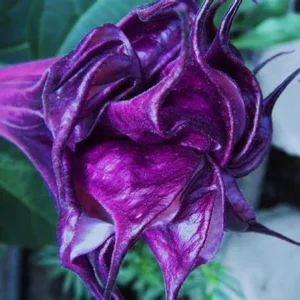 10 Double Queen Rose Angel Trumpet Seeds - Brugmansia Datura Flowers - Image 8