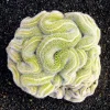 10 Green Brain Cactus Seeds - Rare Succulents Flower Desert Seeds - Image 1