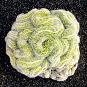 10 Green Brain Cactus Seeds - Rare Succulents Flower Desert Seeds - Image 6
