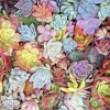 10 Mixed Succulent Cuttings – Live Unrooted Rosettes – 1-2 Inch – Pastels & Red Jade - Image 1