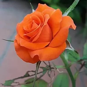 10 Orange Rose Seeds – Perennial Flower Bush – Shrub Blooms - Image 6