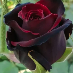 10 Red Black Rose Seeds - Perennial Bloom Shrub Flower Seeds - Image 9