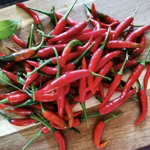10 Seed Pack Filipino Bird's Eye Pepper Seeds Siling Labuyo - Hot Chili - Image 1