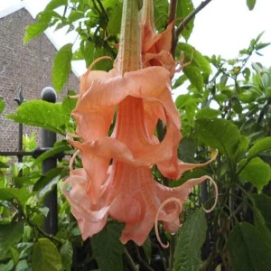10 Triple Flamango Angel Trumpet Seeds - Fragrant Brugmansia Datura Flower Seeds - Image 17