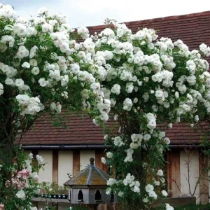 10 White Climbing Rose Seeds - Perennial Flower Bush Bloom Shrub - Image 7