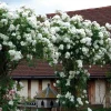 10 White Climbing Rose Seeds - Perennial Flower Bush Bloom Shrub - Image 1