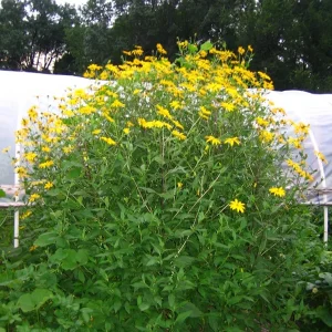 10 White Fuseau Sunchoke Tubers - Jerusalem Artichoke for Planting or Eating - Image 4