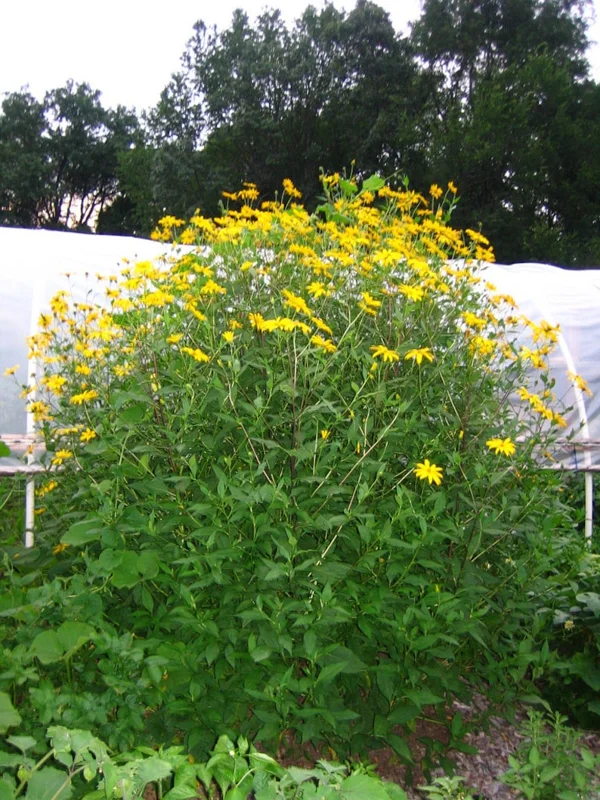 10 White Fuseau Sunchoke Tubers - Jerusalem Artichoke for Planting or Eating - Image 4