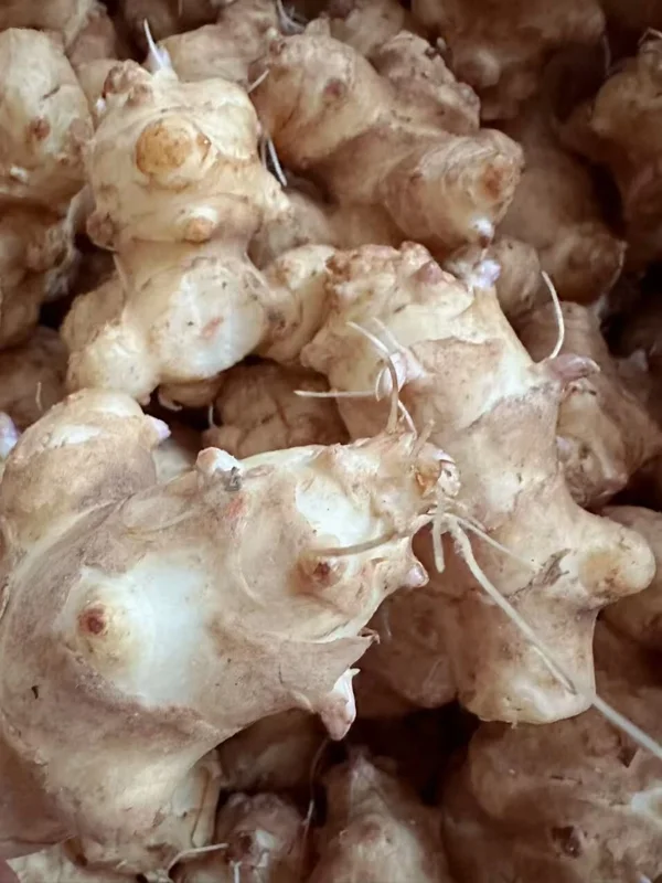 10 White Fuseau Sunchoke Tubers - Jerusalem Artichoke for Planting or Eating - Image 5