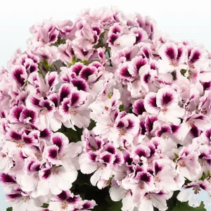 10 White Purple Geranium Seeds – Perennial Flower Seeds – Flowers Bloom - Image 5