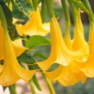 10 Yellow Angel Trumpet Flower Seeds - Fragrant Tropical Garden - Image 12