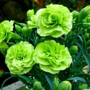100 Bright Green Carnation Seeds – Dianthus Flowers Seed – Perennial - Image 3