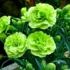 100 Bright Green Carnation Seeds – Dianthus Flowers Seed – Perennial - Image 1