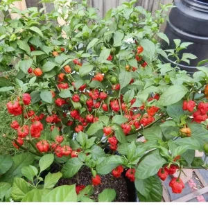 100 Carolina Reaper Pepper Seeds - Heirloom, World's Hottest Chili, Indoor/Outdoor - Image 2