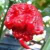 100 Carolina Reaper Pepper Seeds - Heirloom, World's Hottest Chili, Indoor/Outdoor - Image 1
