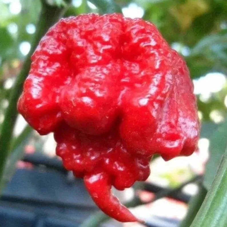100 Carolina Reaper Pepper Seeds - Heirloom, World's Hottest Chili, Indoor/Outdoor - Image 1