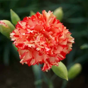 100 Chabaud Carnation Seeds - Dianthus Flowers Perennial - Image 16