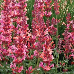 100 Coral Hyssop Agastache Seeds – Perennial Flower Seeds – Outdoor - Image 4