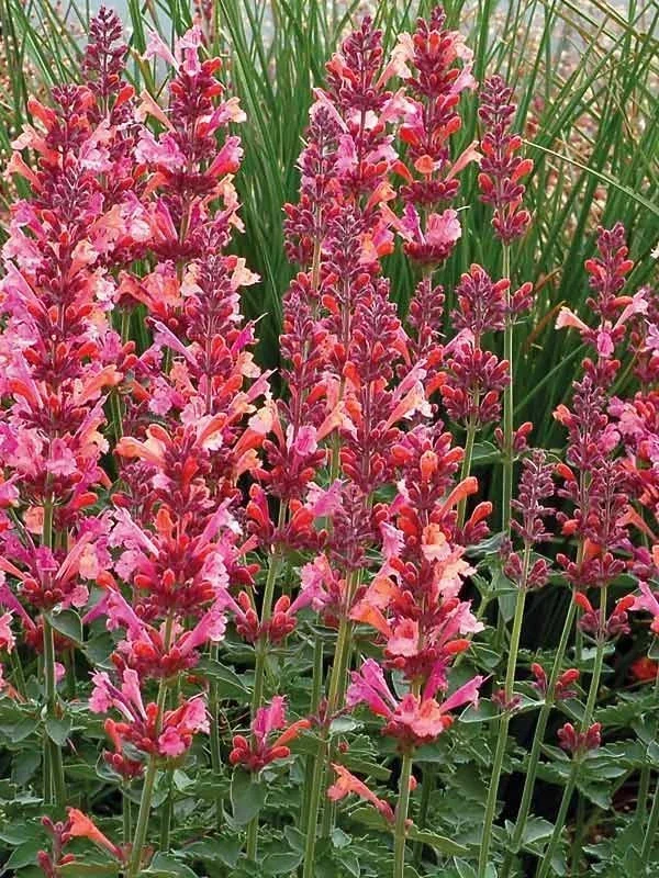 100 Coral Hyssop Agastache Seeds – Perennial Flower Seeds – Outdoor - Image 7