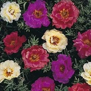 100 Dark Mix Moss Rose Seeds - Perennial Flower Bloom Portulaca Grandiflora - Image 7