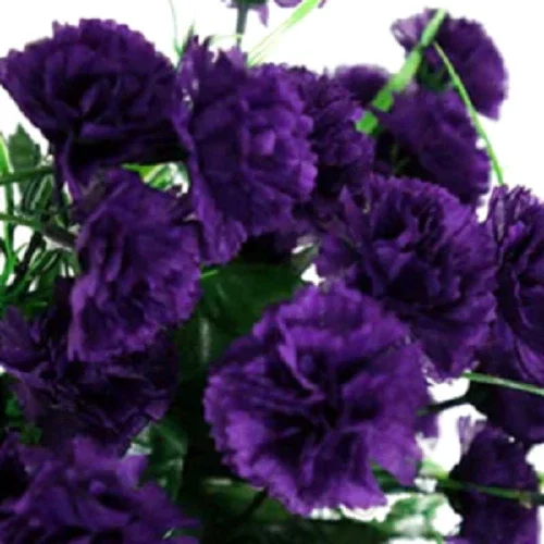 100 Dark Purple Carnation Seeds - Dianthus Flowers Perennial - Image 1