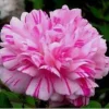 100 Double Light Pink White Moss Rose Seeds - Perennial Flowers - Image 1