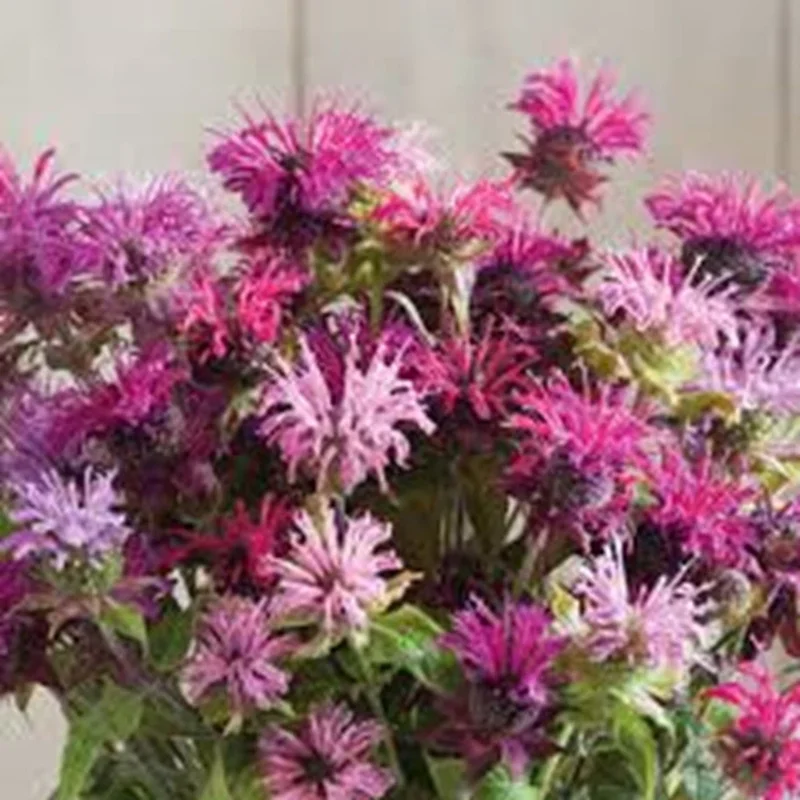 100 Double Mix Bee Balm Seeds - Attracts Hummingbirds, Perennial - Image 5