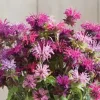 100 Double Mix Bee Balm Seeds - Attracts Hummingbirds, Perennial - Image 1
