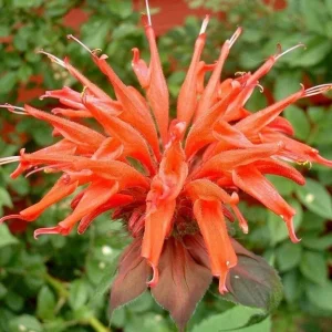100 Orange Bee Balm Seeds - Monarda didyma, Attracts Hummingbirds & Bees - Image 10