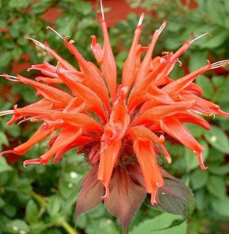 100 Orange Bee Balm Seeds - Monarda didyma, Attracts Hummingbirds & Bees - Image 4
