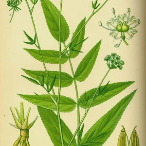 100+ Organic Skirret Seeds - Rare Heirloom Root Vegetable - Sium sisarum - Perennial - Image 4