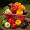 100 Rainbow Bell Pepper Seeds – Sweet Non-GMO Mixed Colors for Garden - Image 1