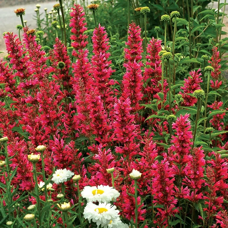 100 Raspberry Hyssop Seeds - Agastache Perennial Flower for Pollinators - Image 10