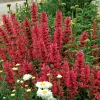 100 Raspberry Hyssop Seeds - Agastache Perennial Flower for Pollinators - Image 1