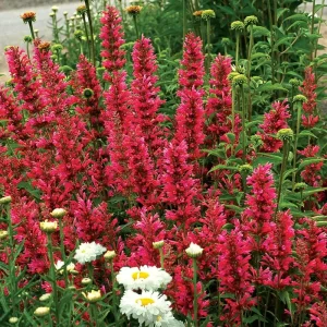 100 Raspberry Hyssop Seeds - Agastache Perennial Flower for Pollinators - Image 3