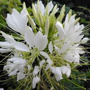 100 White Queen Spider Flower Seeds - Clome Spinosa Perennial - Image 24