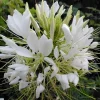 100 White Queen Spider Flower Seeds - Clome Spinosa Perennial - Image 1