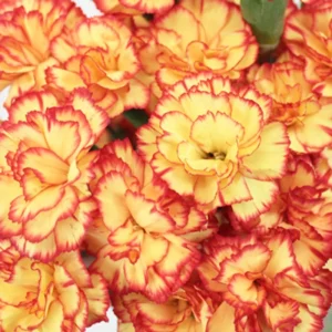 100 Yellow Orange Carnation Seeds - Dianthus Flower Perennial Seeds - Image 7
