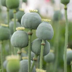1000 Papaver Somniferum Seeds | Giant Rattle Poppy - Pink & White Blooms - Image 2
