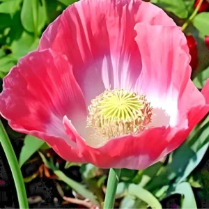 1000 Papaver Somniferum Seeds | Giant Rattle Poppy - Pink & White Blooms - Image 3